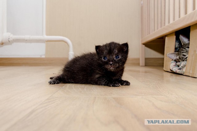 Котовторник 12.05.2015