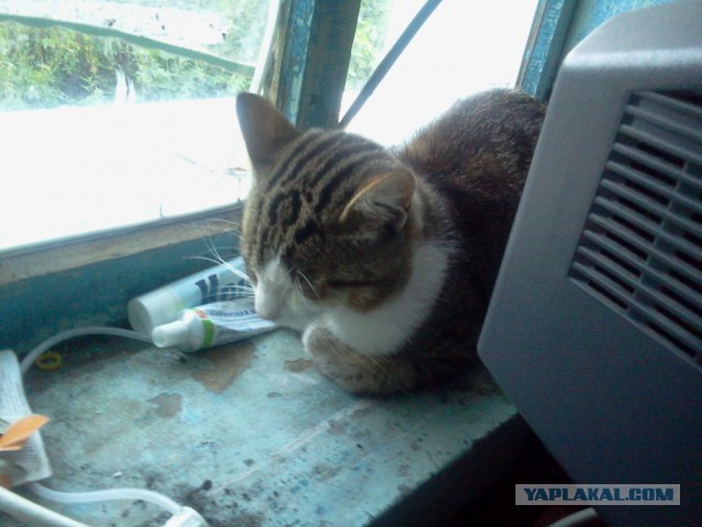 Котовторник 14.07.2015
