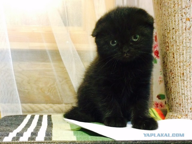 Котовторник  21.07.2015