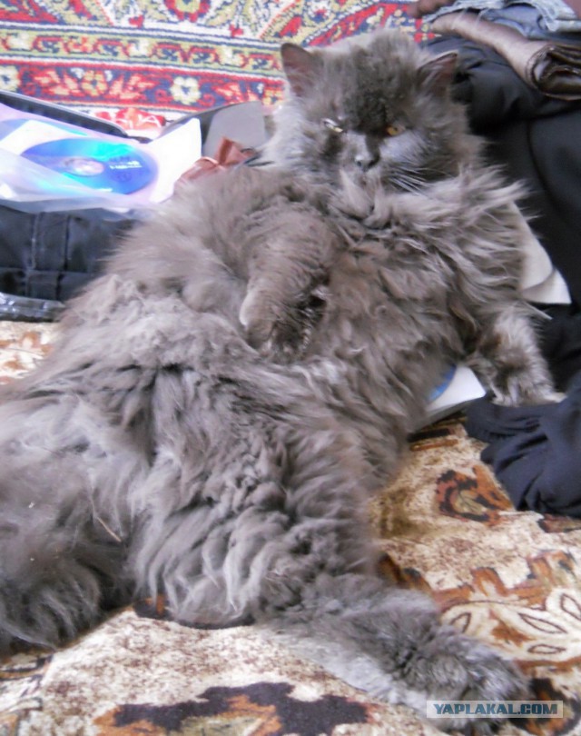 Котовторник 06.10.2015