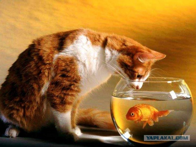 Котопост