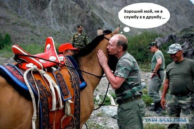 Эрдоган получает удар копытом