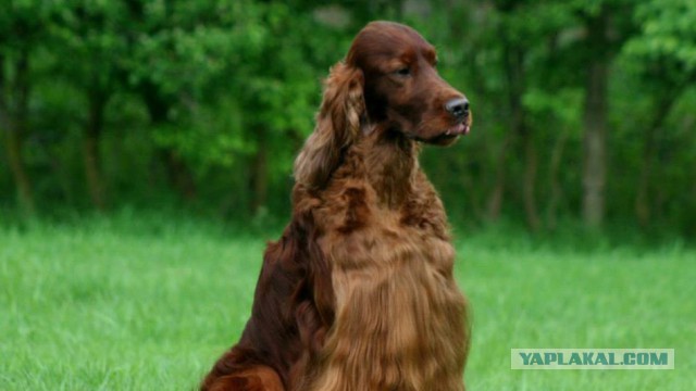 Собакочетверг