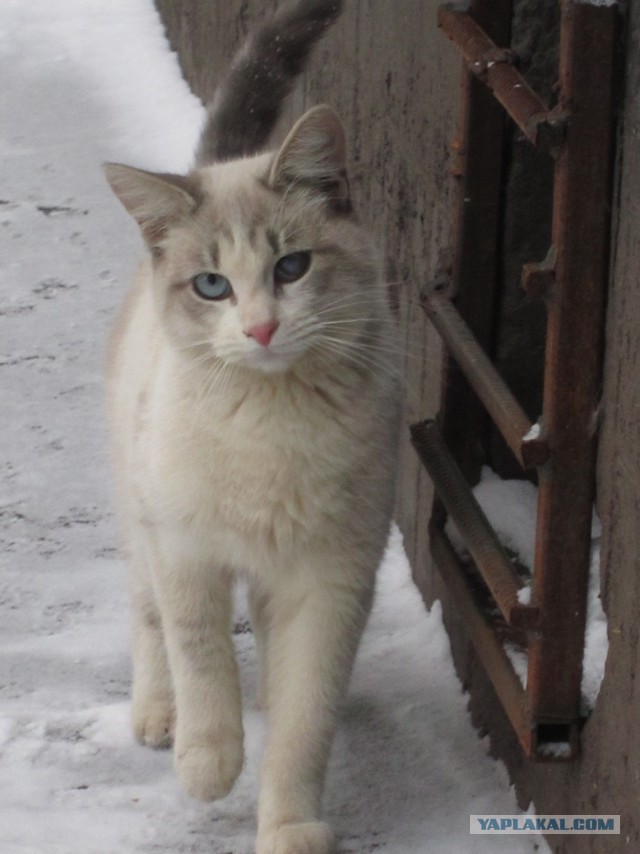 Котовторник 19.01.2016