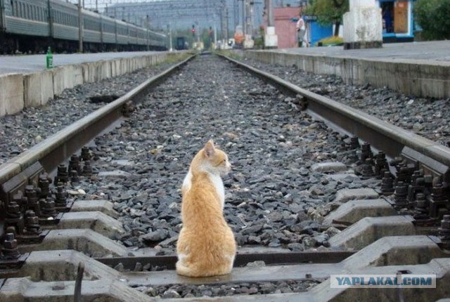 Железнодорожного юмора пост