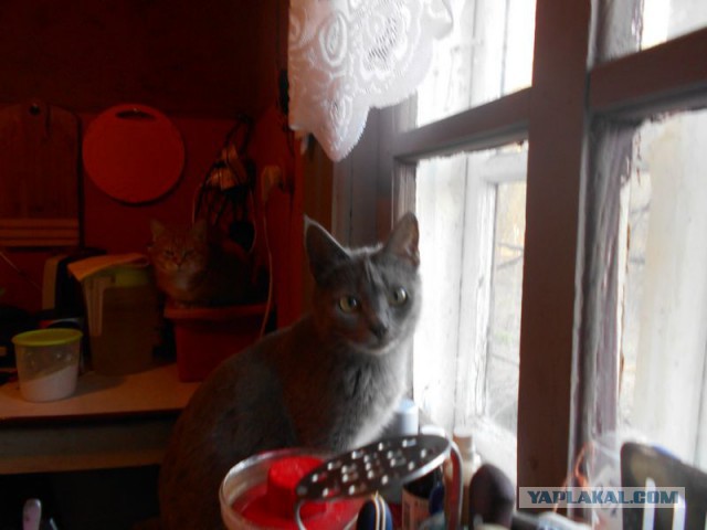 Жизнь домашнего приюта для котеек 108