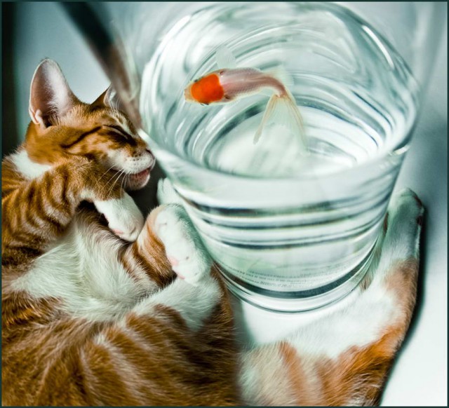 Коты из сети
