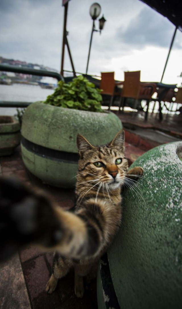 Коты из сети