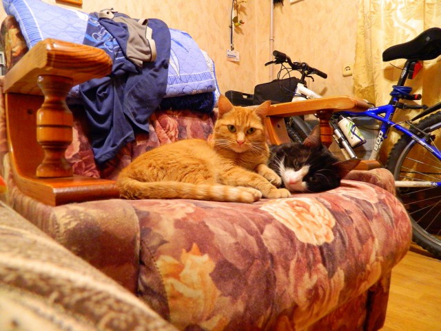 Котовторник 20.12.2016