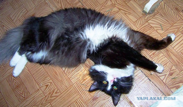 Чёрный кот с белым галстуком