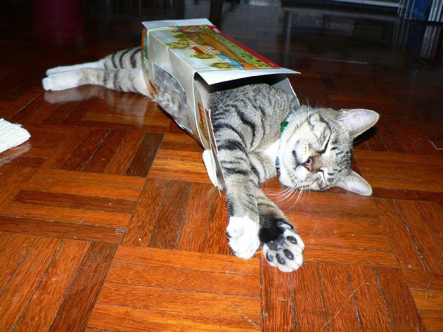 Коты и Кошки