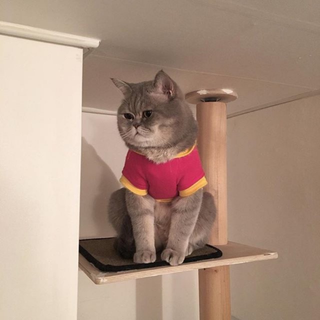 Коты и Кошки