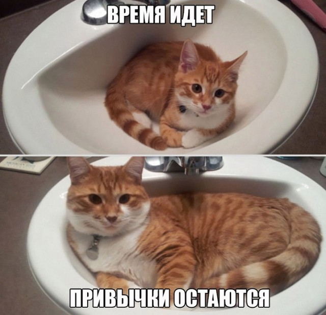 Коты и Кошки