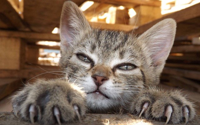 Коты и Кошки