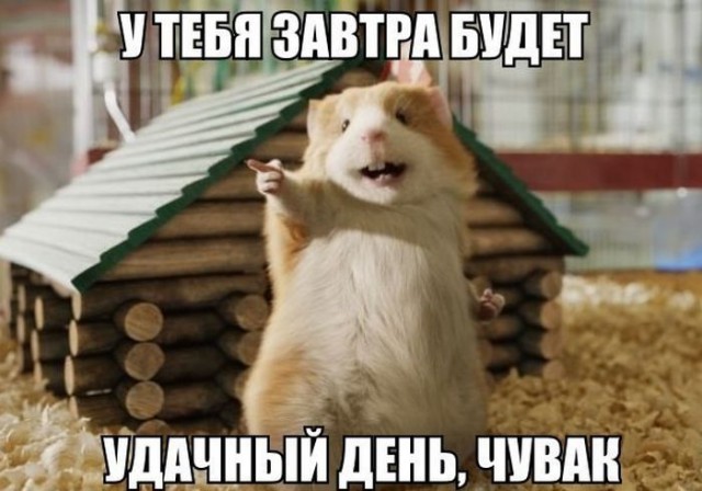 Прикольные картинки 17.06.2017.