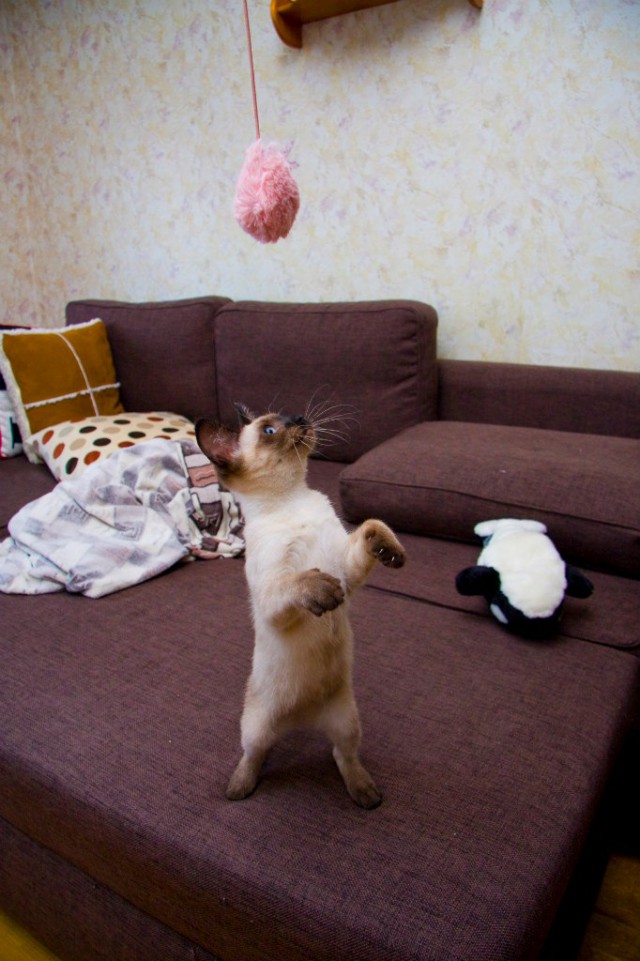 Котовторник  15.08.2017