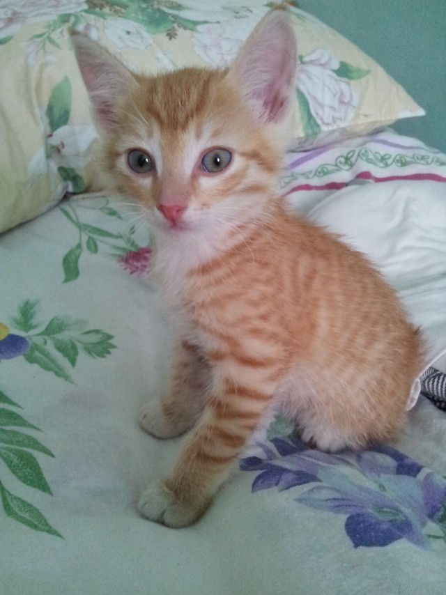 Коты и Кошки