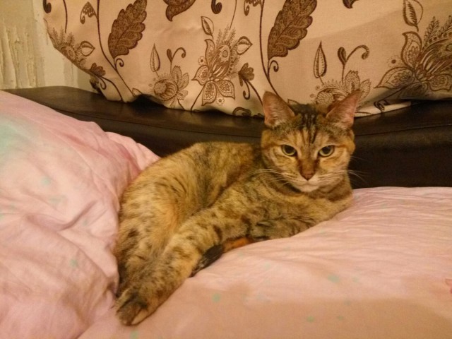 24 кота, которые подняли дерзость на новый уровень