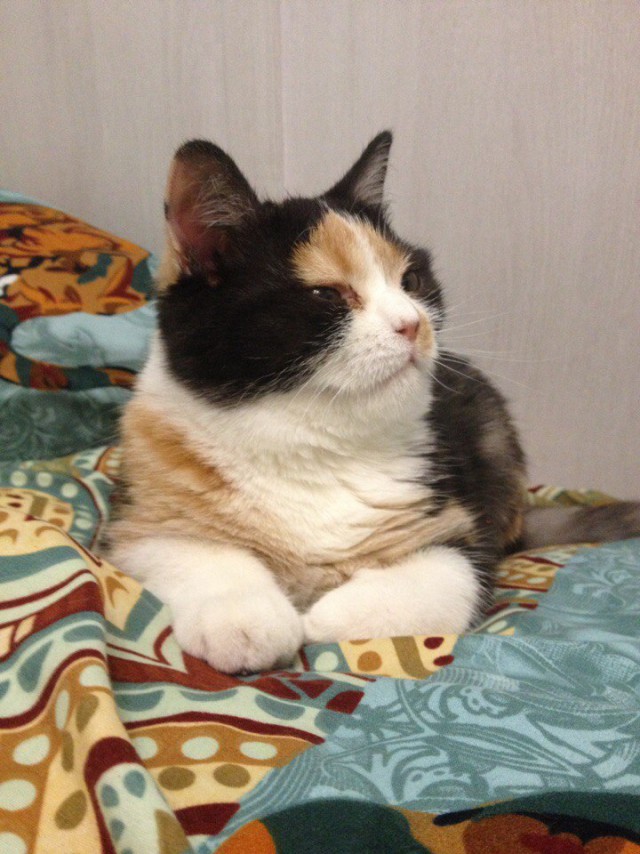 Коты и Кошки