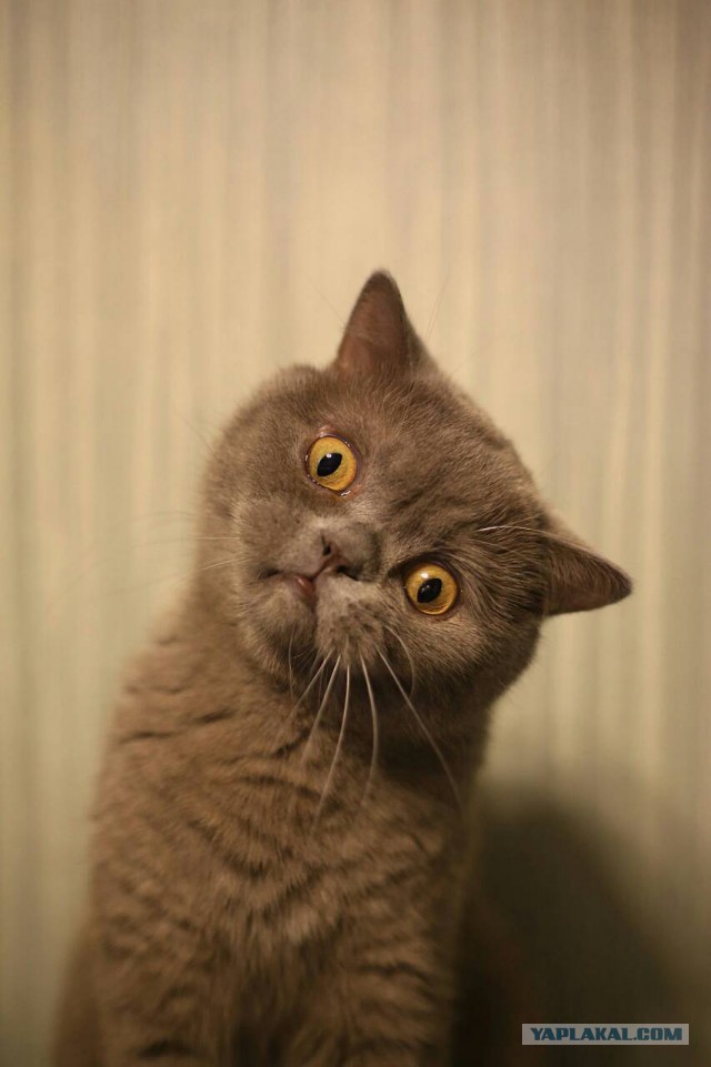 Котовторник!