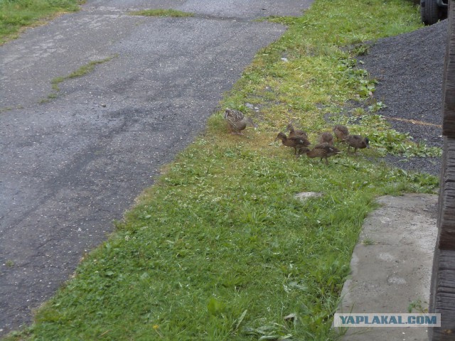 Просто Природа