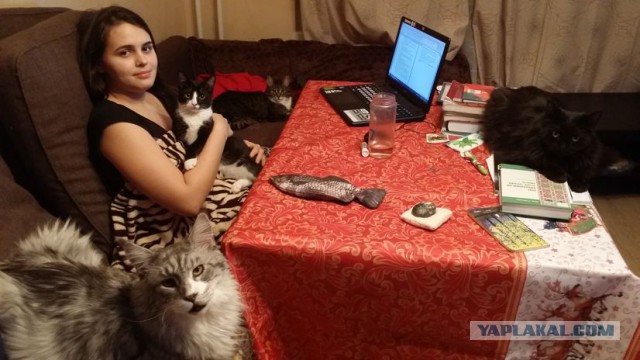 Котовторник 16.01.2018