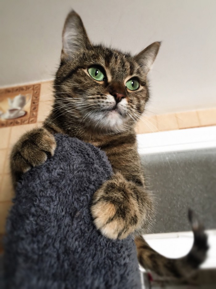 Котовторник 20.03.2018