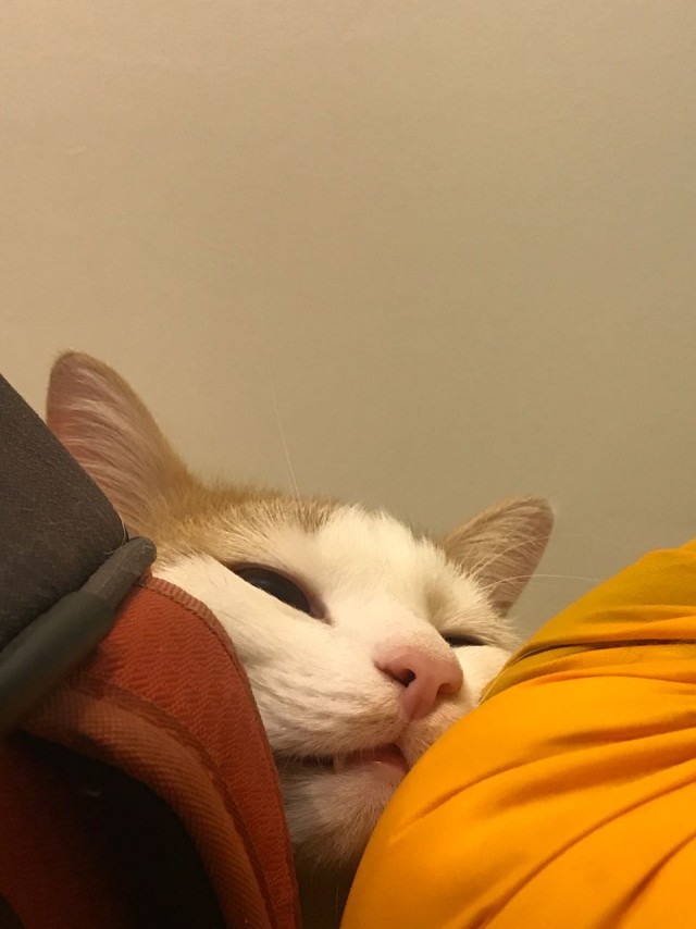 Котовторник 20.03.2018