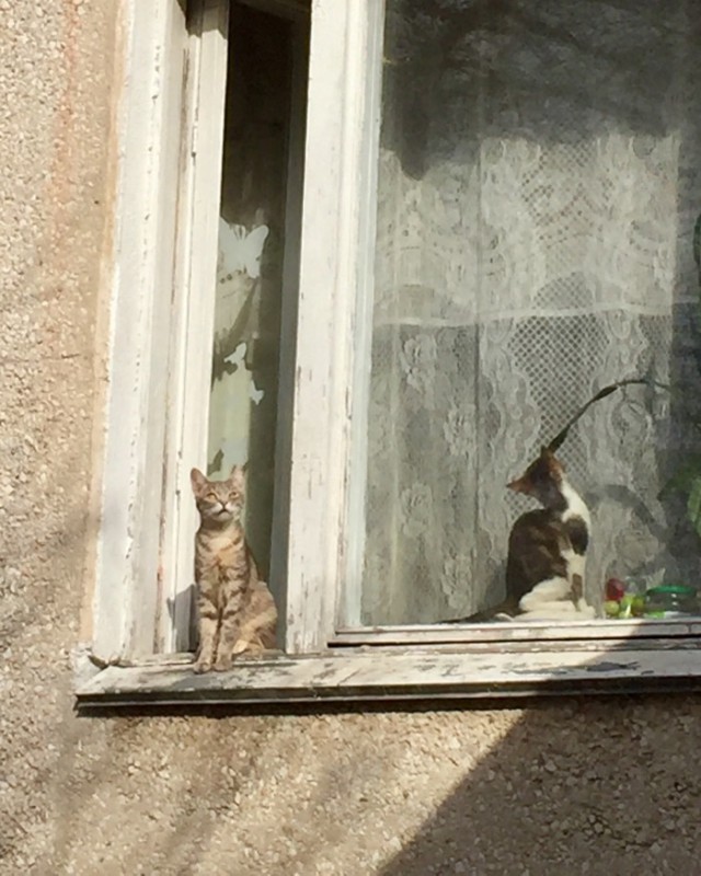А давайте отвлечемся от политики и всяких прочих санкций, и начнем котовторник 10. 04. 2018