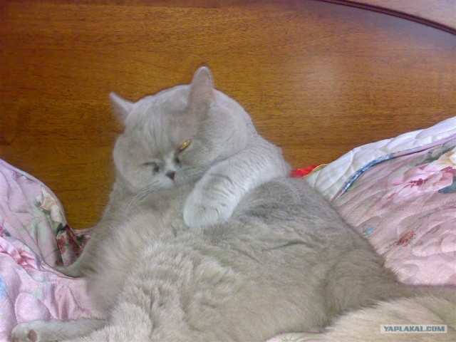 Котовторник на ЯПлакалъ 08.07.2008