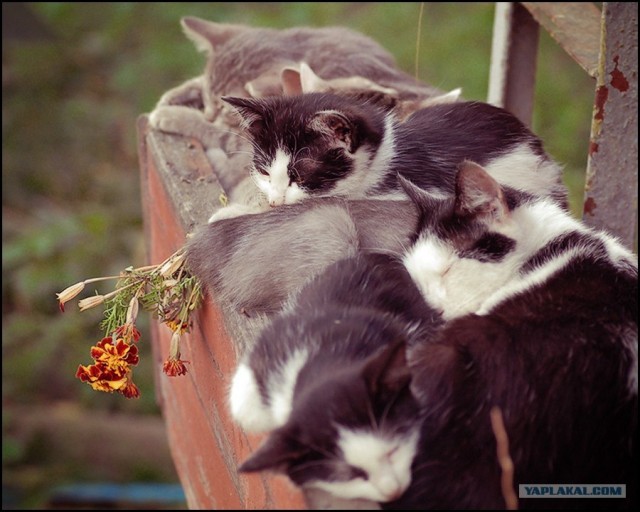 УРРААА ! Котовторник на ЯПлакалъ !