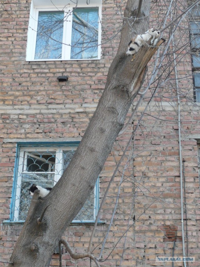Котовторник на ЯПе (21.04.2009)