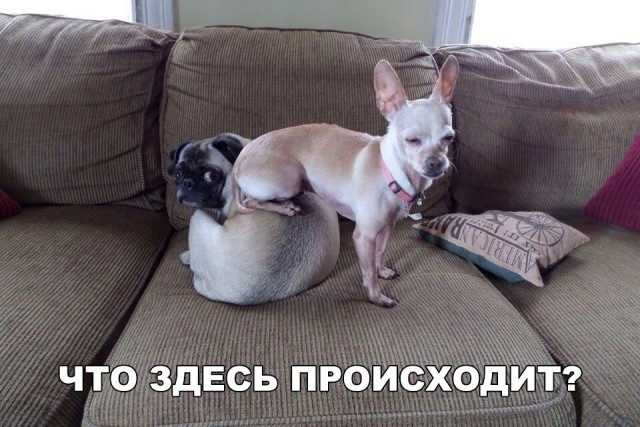 Нестандартный юмор