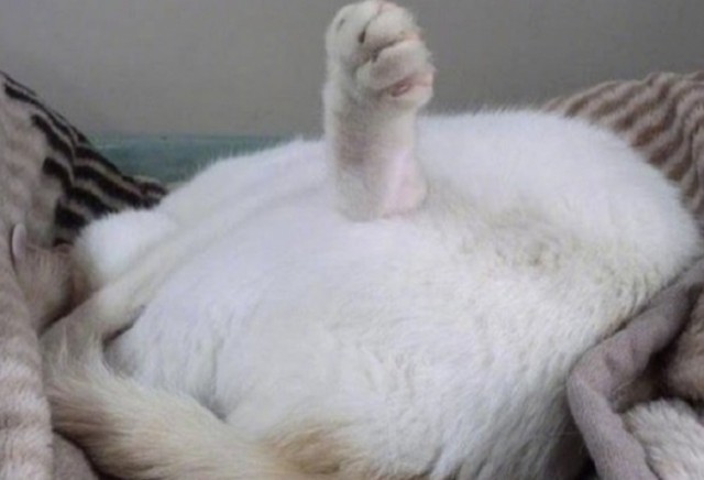 Прикольных котов пост