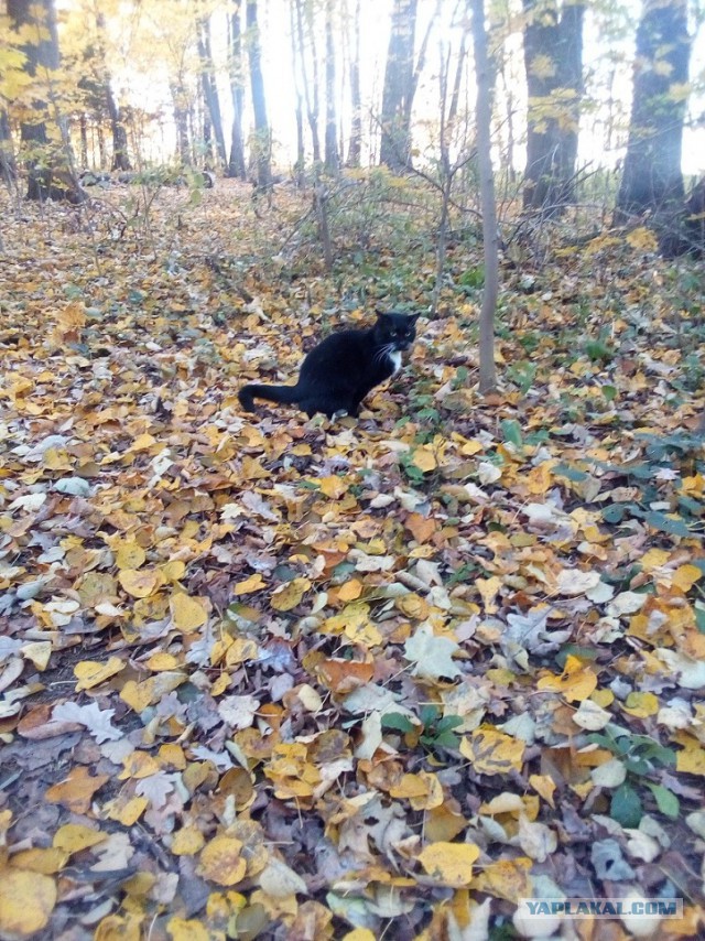 История одного котенка