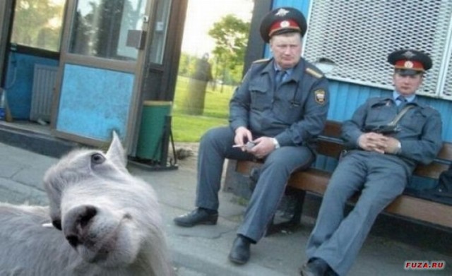 Козёл козлу - рознь.