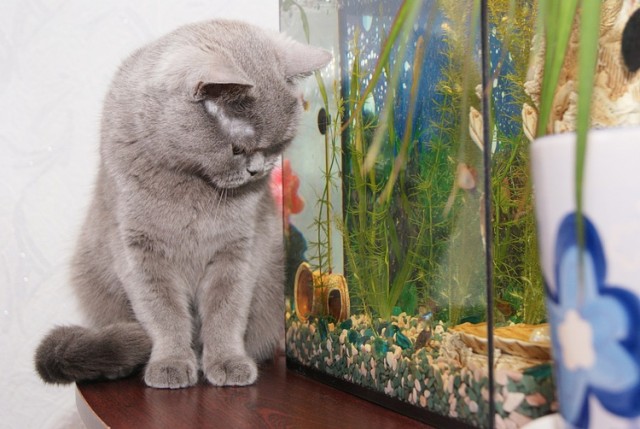 Телевизор для кота