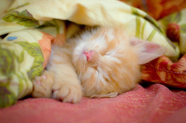 Котовторник
