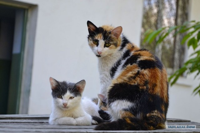 Котовторник на середину июня