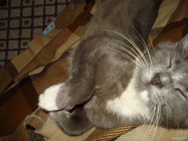 Сонный Котовторник