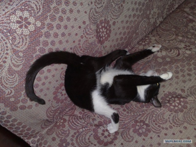 Котовторник в "КотоГетто"