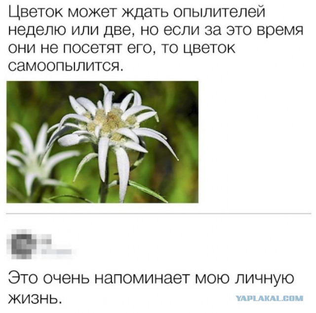 Язвительные пользователи сети, без которых интернет потерял бы свой шарм
