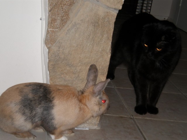 Котовторник 1.11.11