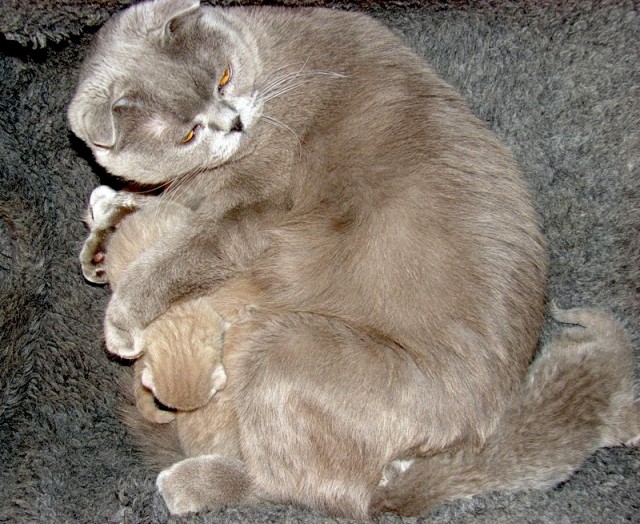 Котовторник 20.12.2011