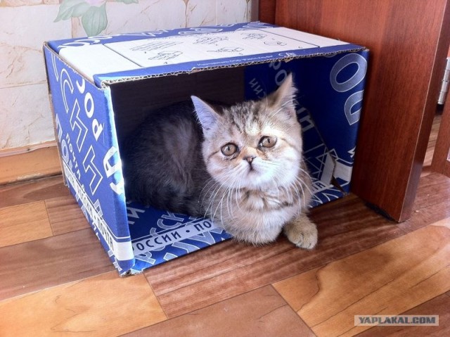 Котовторник (28.02.2012)