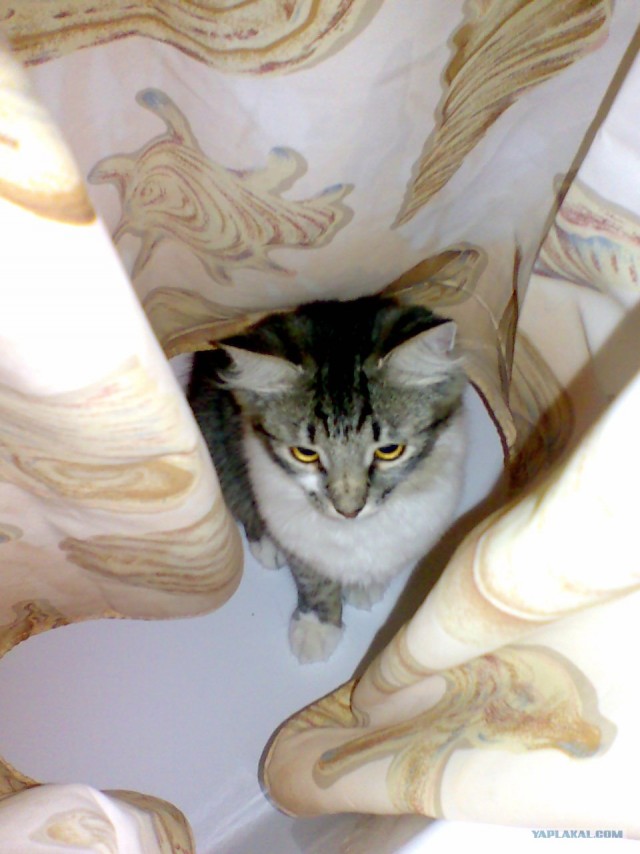 Котовторник  17.07.2012