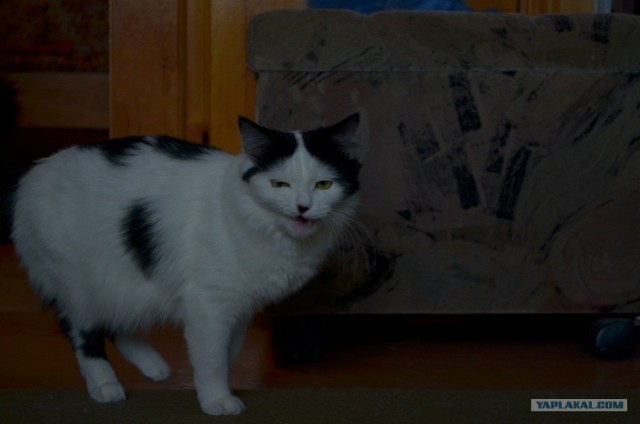 Котонянька и котовторник