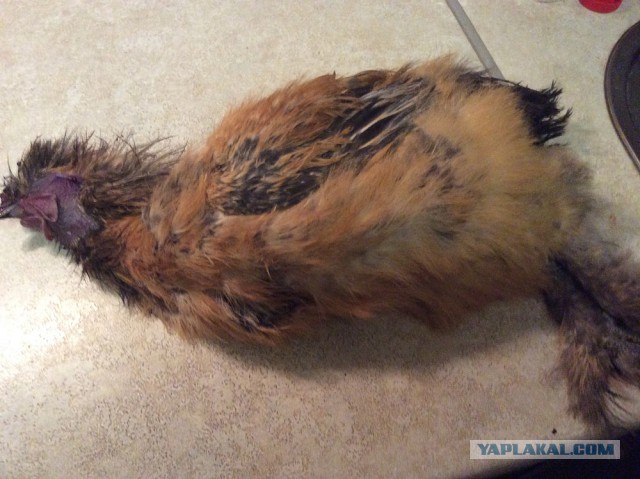 Кулинария 10 лет спустя. С Днем Рождения!