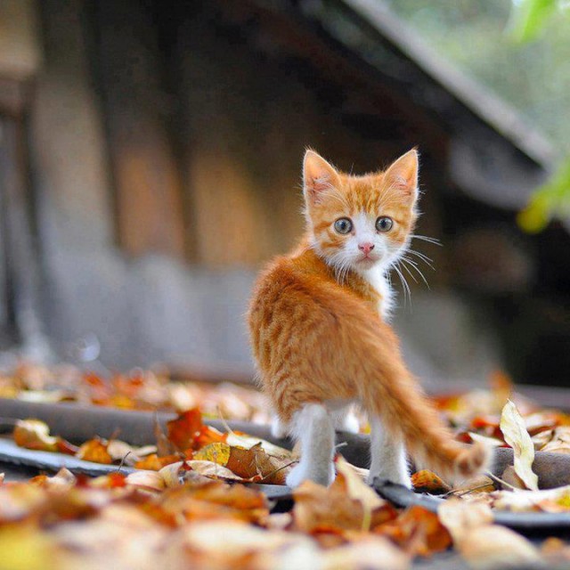 Котовторник однако