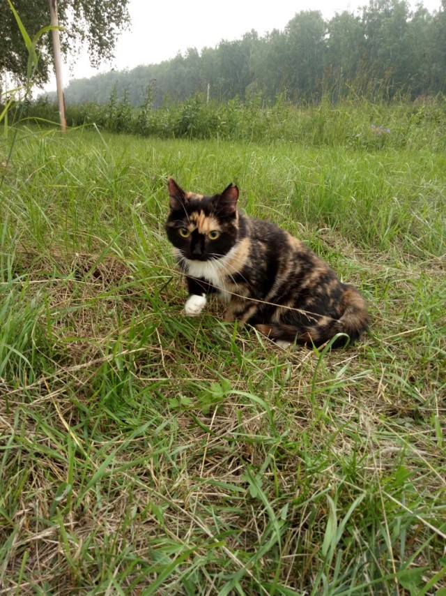 Забавные фото котеек